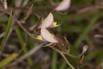 Eastern milkpea